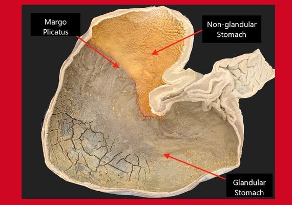 Equine Stomach