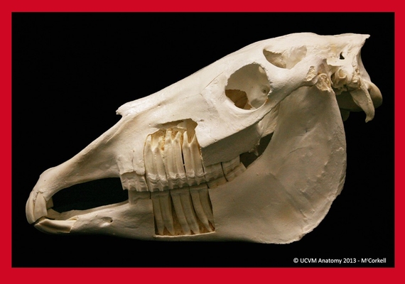 Equine Skull