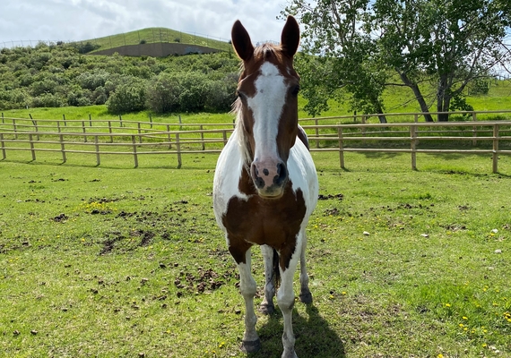 Equine Terminology