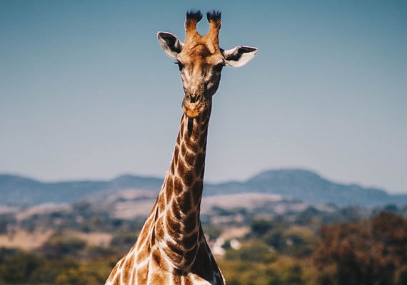 Giraffe Anatomy