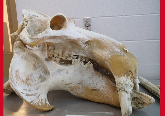 Hippo skull