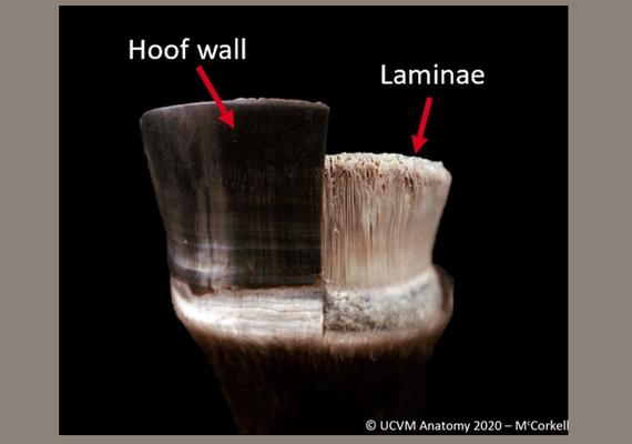 Hoof Wall