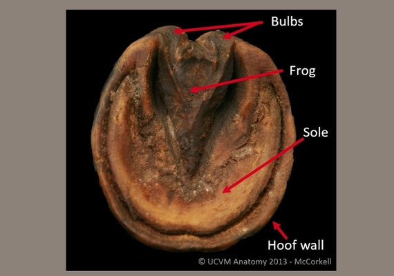Equine Hoof