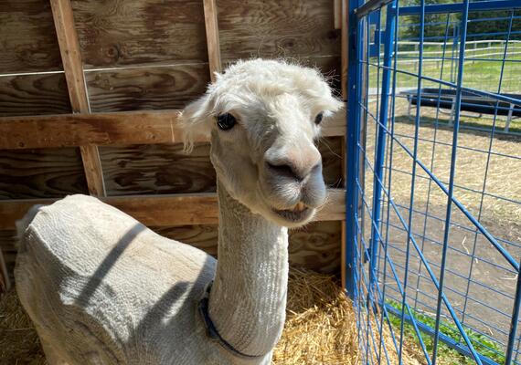 Alpaca Introduction