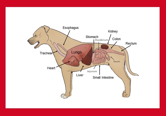 Canine Organs