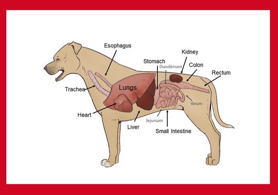 Canine Organs