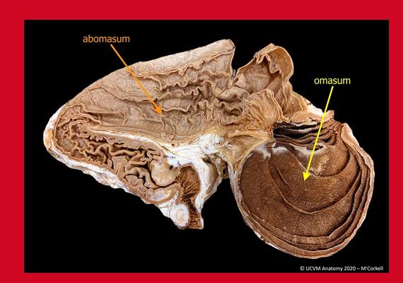 Omasum & Abomasum