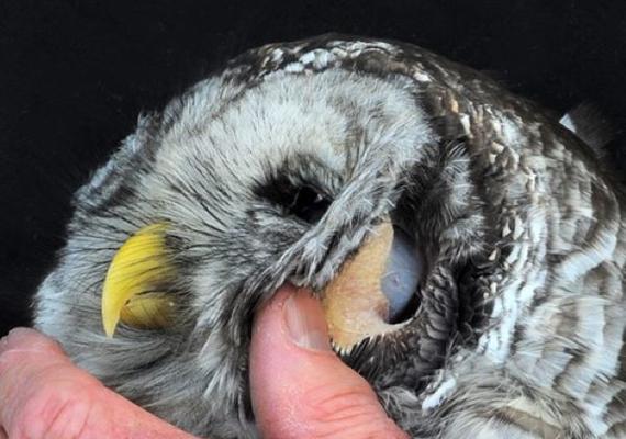 Owl Ear