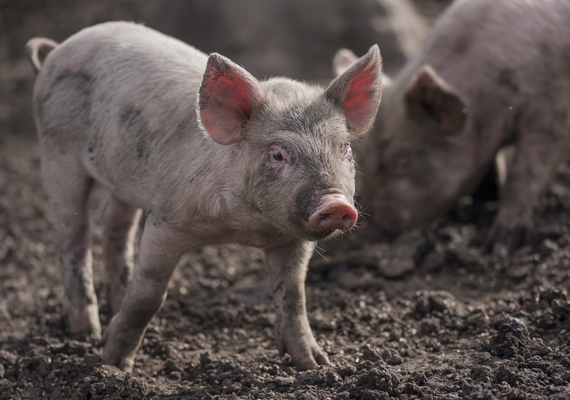 Biosecurity