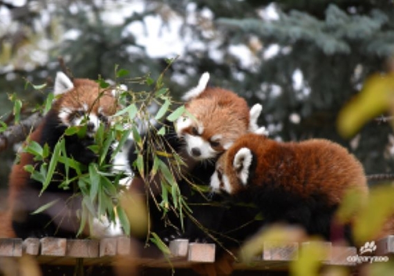 Red Pandas
