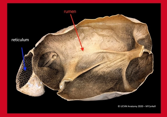 Rumen & Reticulum