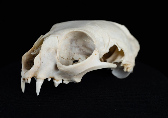 Skull