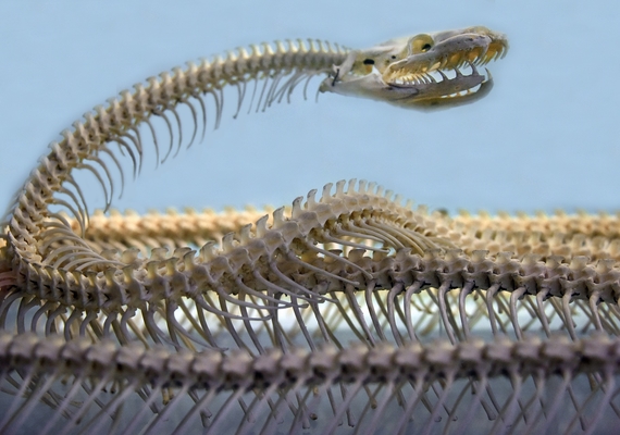 Snake Skeleton