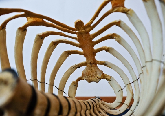 Spine & ribs