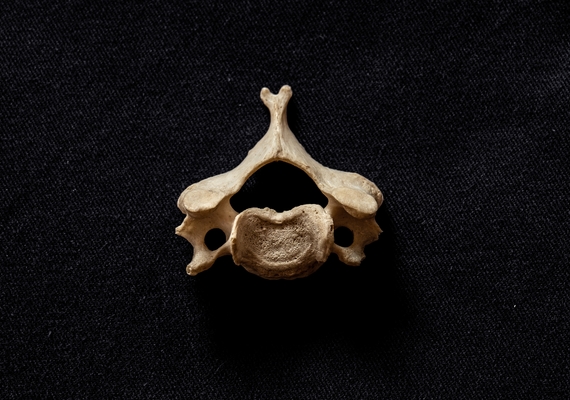 Spine