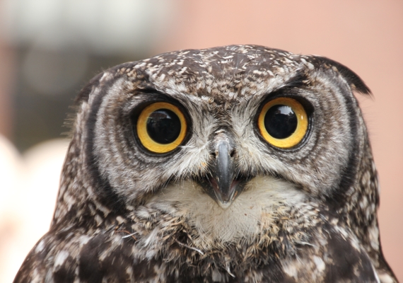 The Calgary Wildlife Rehabilitation Society