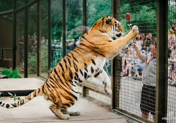 Tiger Behavioural Training