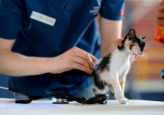 Veterinarian Intro