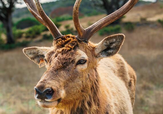 Wildlife rehabilitation