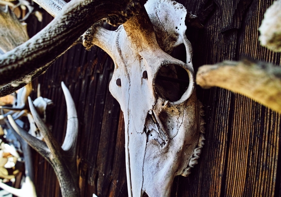 Wildlife Anatomy