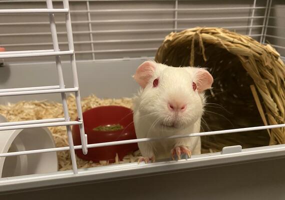 Exotics Introduction