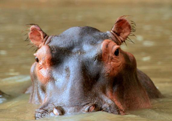 hippo