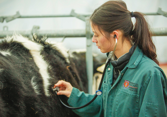 Expansion of critical veterinary diagnostics at UCalgary puts more animal diseases under the microscope
