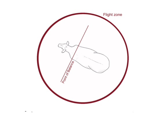 Bovine Flight Zone