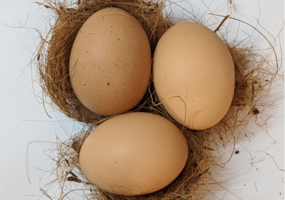 Egg formation