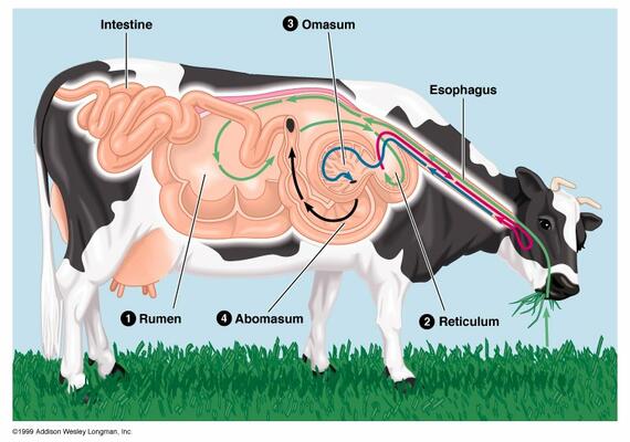 Bovine Digestive System
