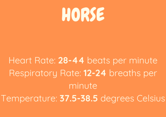 horse vitals