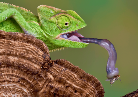 Lizard Tongues