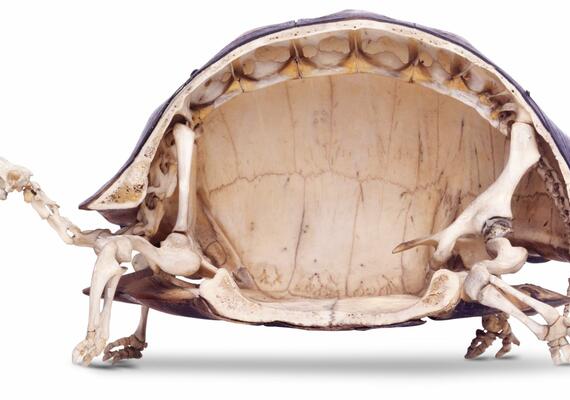 Image Credit: https://www.google.com/search?q=turtle+skeleton&rlz=1C5CHFA_enUS690US692&tbm=isch&source=iu&ictx=1&fir=Snzr13Z-ShiczM%252CjqCQ40997Gq8VM%252C_&vet=1&usg=AI4_-kQEFv8Hp7Z_7InIsof_dyNKnhTzXQ&sa=X&ved=2ahUKEwjB4Yzf3JfxAhWvHDQIHe9aDjIQ9QF6BAgEEAE&biw=1366&bih=662#imgrc=Snzr13Z-ShiczM