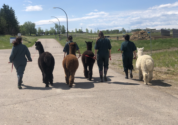 About Alpacas