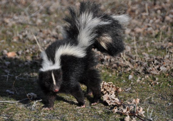 Skunk Anatomy
