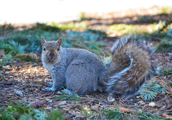 Squirel