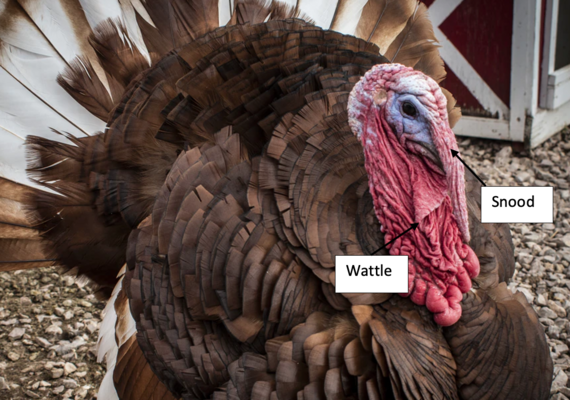 Turkey head