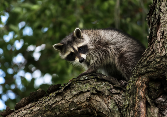 Raccoon Anatomy