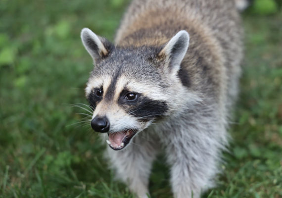Rabies