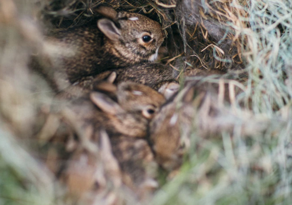 Baby hare