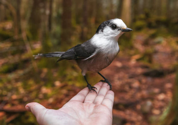 Wildlife Handling   