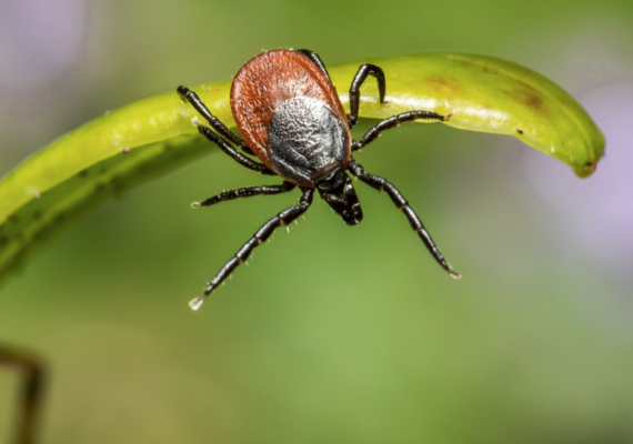 Tick