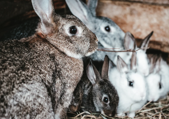 Hare