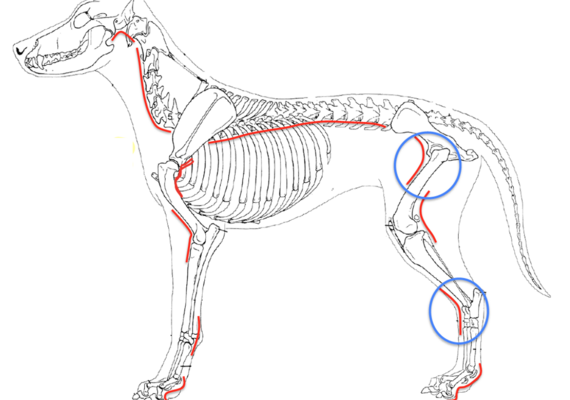 Flexion vs. Extension retrieved from Dr. Knight 2021