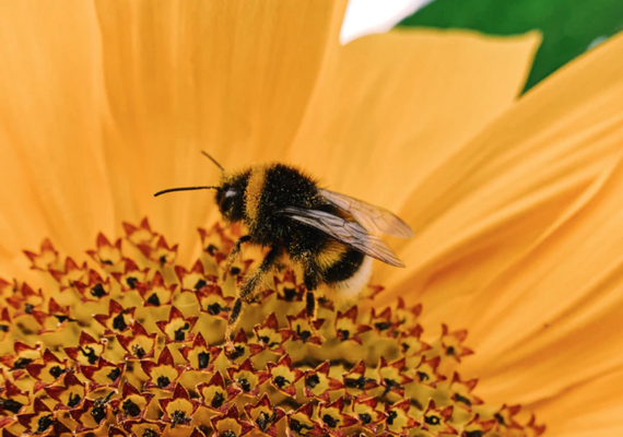 Pollinators