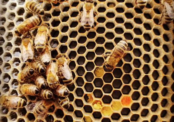 Honey Bees