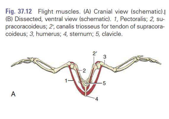 Muscles of Flight