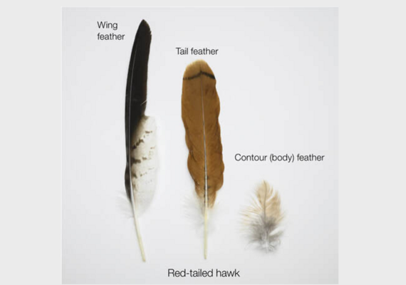 Bird Feathers