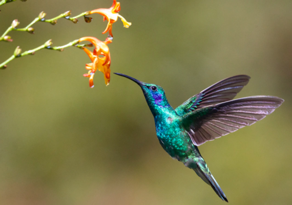 Hummingbird