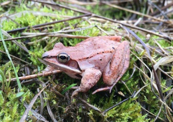 Wood Frog Retrieved from: Bird Feathers retrieved from: https://scx2.b-cdn.net/gfx/news/2018/woodfrogsno1.jpg